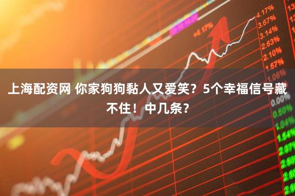 上海配资网 你家狗狗黏人又爱笑？5个幸福信号藏不住！中几条？